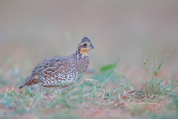 Northern Bobwhite (Colinus virginianus) female, South Texas, USA