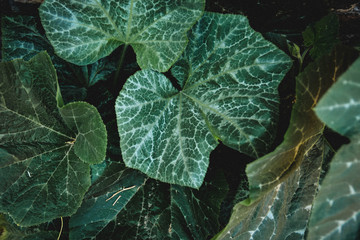 Flores, colores, primavera, Vida, plantas, flowers