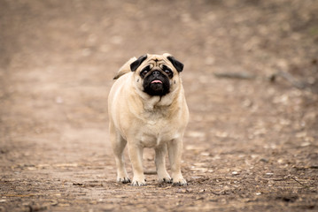 Obraz premium Portrait of cute funny fawn pug dog.