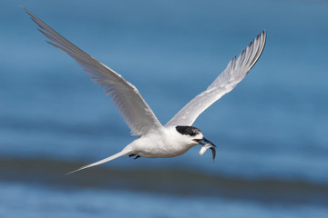 White-fronted Tern in Australasia