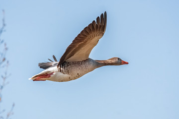 Fliegende Graugans im Sonnenschein