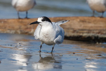 White-fronted Tern in Australasia