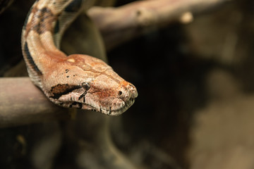Front face of a snake (Boa constrictor, a type of snake frequent in El Salvador) with a light brown color and orange tones.