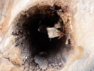 hole in log