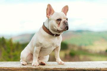 Französische Bulldogge im Freien
