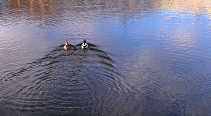 Two ducks are swimming in the pond.