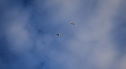 Two gulls flying in the sky against the background of white clouds.
