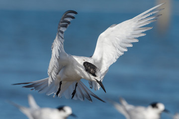 White-fronted Tern in Australasia