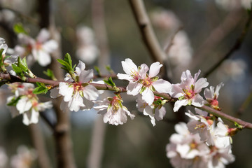 Branch of almond flowers