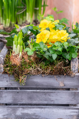 Rustic floral spring Easter garden design for vintage floral background. Sprouted bulbs of daffodils and blooming primrose in a wooden box for seasonal arrangement.