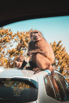 Baboon Eating Chips