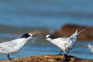 White-fronted Tern in Australasia