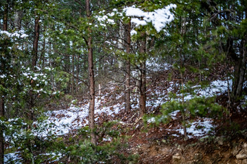 Fototapeta premium trees in forest with snow on the ground