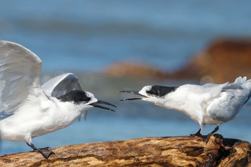 White-fronted Tern in Australasia