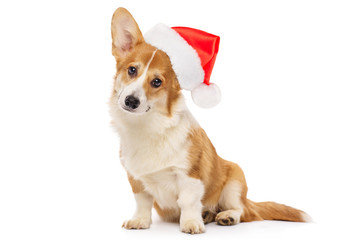 Welsh corgi puppy in a Santa Claus hat