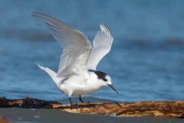 White-fronted Tern in Australasia