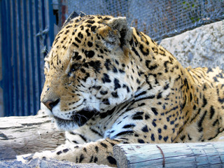  Jaguar