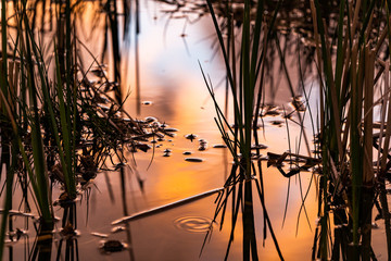 Sunset Through The Forest