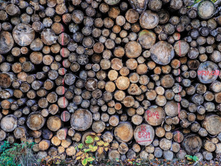 Gefällte Holz Baumstämme gestapelt