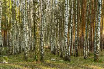 Birkenwald im Frühling
