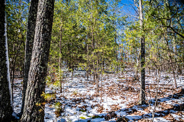 trees in forest with snow on the ground