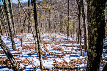 Fototapeta na wymiar forest in winter with snow on the ground