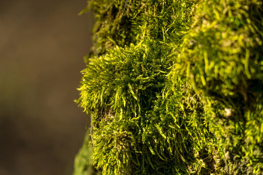 Grünes Moos mit braunem Hintergrund im Close-Up