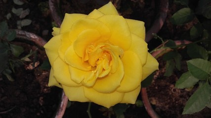 Yellow Rose