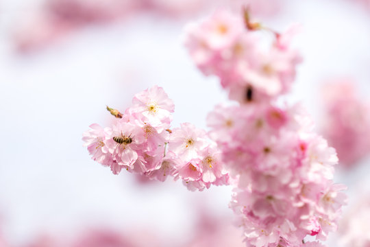 Insecte dans un cerisier du japon