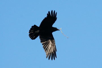 Carrion crow carrying nesting material