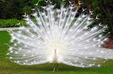  All white male peacock bird with its plume feathers tail fully opened © eqroy