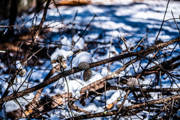 branch of a tree in winter with snow