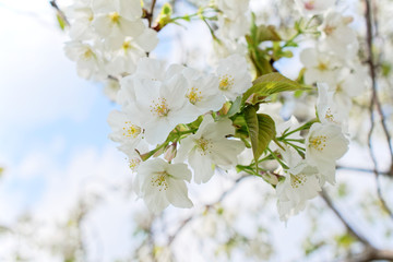 closeup cherry blossoms in park