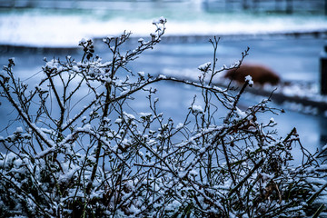branches in snow
