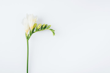 Floral background. One freesia flower on a white background. Minimal concept. Flat lay, top view. Copy space for text.