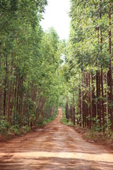 Obraz premium SW - EUCALIPTO 01