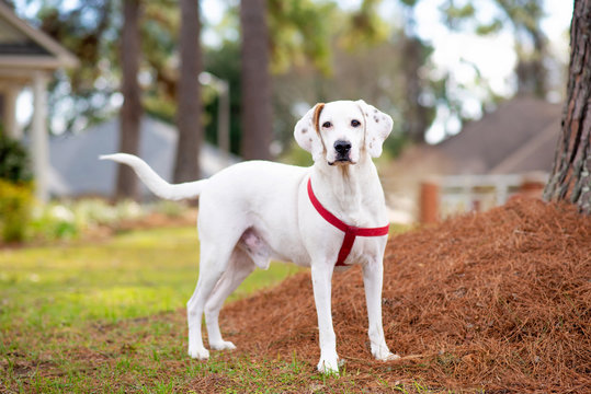 White with brown spots hound mix enjoying a walk in the neighborhood 