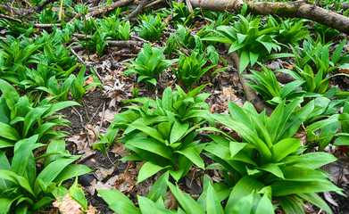 Wild garlic outdoors in the forest
