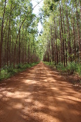 Obraz premium SW - EUCALIPTO 07