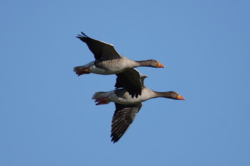 Flying greylag geese