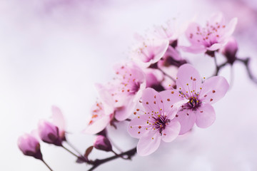 beautiful blooming tree with pink flowers