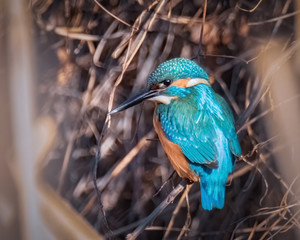 Eisvogel versteckt im Schilf