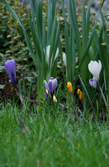 colorful crocus flowers in a thicket of green leaves