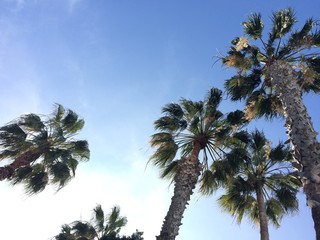 Fototapeta na wymiar california palm trees