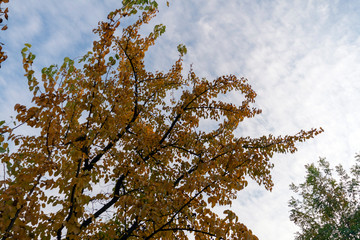 Yellow trees in the autumn forest