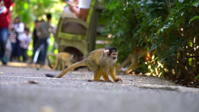 Active monkey Saimiri on a walking path looks around and abruptly runs into a tropical park. A funny emotional macaque plays against the background of people passing by in a zoo