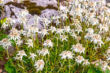 Fototapeta premium Leontopodium discolor flower, edelweiss from Japan
