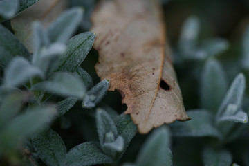 lying, dried rose leaf with a hole eroded by parasites