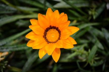 Gazania rigens Flower.