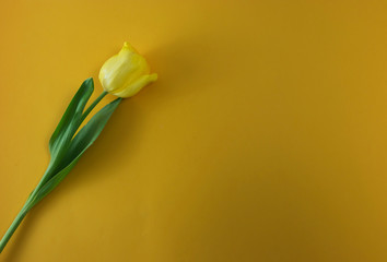 Flat lay, one tulip on yellow background, copy space